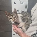 Imię: Przyjęty: 2024-09-12 Płeć: Kotka Opis: europejska, buro-białe Wiek: ok. 5 m-cy