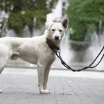 Znaleziono psa, Toruń, 28 sierpnia 2024