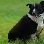 Imię: Pamcia Czip: 616093902284899 Płeć: samica Wiek: styczeń 2022 Wielkość: Srednia Kastracja/sterylizacja: tak Inne Psy: Akceptuje towarzystwo innych zwierząt Dzieci: W wieku szkolnym Charakter: Pam