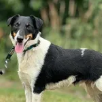 Imię: Teresa Czip: 616093902532967 Płeć: samica Wiek: styczeń 2020 Wielkość: mały Kastracja/sterylizacja: tak Inne Psy: Akceptuje towarzystwo innych zwierząt Dzieci: W wieku szkolnym Charakter: Radosn