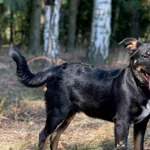 Imię: Leon Czip: 616093902530211 Płeć: samiec Wiek: kwiecień 2024 Wielkość: mały Kastracja/sterylizacja: tak Inne Psy: Akceptuje towarzystwo innych zwierząt Dzieci: W wieku szkolnym Charakter: Radosny