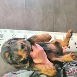 Przyjęty: 2024-10-16 Gmina: Chęciny Płeć: Pies Opis: mieszaniec, czarne-podpalane