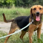 Imię: Pestka Czip: 616093902539598 Płeć: samica Wiek: styczeń 2023 Wielkość: mała Kastracja/sterylizacja: tak Inne Psy: Akceptuje towarzystwo innych zwierząt Dzieci: W wieku szkolnym Charakter: Pestka