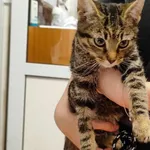 Kocurek poz. 24/714/K