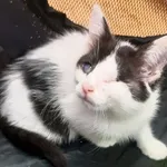 Pirat to młody, zaledwie 10 tygodniowy kociak. Do schroniska trafił z bardzo silnym kocim katarem. Niestety jednego oczka nie udało się już uratować. W drugim oczku również ma zmiany ale widzi. Maluch