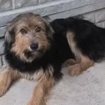 Panna to suka przywieziona w dniu 04.10.2024r z terenu gm. Troszyn, młoda, kontaktowa, uległa