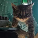 Nr: 552/2024 - Kot z Świebodzice Miasto