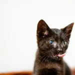 Szofer - 4 miesięczny, przyjazny KICIU