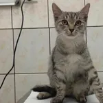 Kocurek poz. 24/720/K