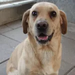 PIES Z INTERWENCJI DNIA 20.10.2024