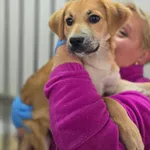 PIES ZNALEZIONY DNIA 20.10.2024