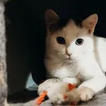 Kot do adopcji, Korabiewice, 21 października 2024