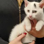 Kocurek poz. 24/724/K