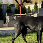 Imię: Fuksik Czip: 616093902532962 Płeć: samiec Wiek: styczeń 2022 Wielkość: średnia Kastracja/sterylizacja: tak Inne Psy: Akceptuje towarzystwo innych zwierząt Dzieci: W wieku szkolnym Charakter: Fuk