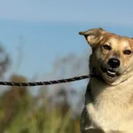 Imię: Berta Czip: 616093902524344 Płeć: samica Wiek: styczeń 2023 Wielkość: średnia Kastracja/sterylizacja: tak Inne Psy: Akceptuje towarzystwo innych zwierząt Dzieci: W wieku szkolnym Charakter: Bert