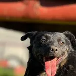 Imię: Bysio Czip: 616093902524189 Płeć: samiec Wiek: styczeń 2020 Wielkość: średnia Kastracja/sterylizacja: tak Inne Psy: Akceptuje towarzystwo innych zwierząt Dzieci: W wieku szkolnym Charakter: Bysi