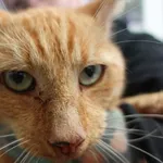 KOT Z INTERWENCJI EKO PATROL STRAŻ MIEJSKA