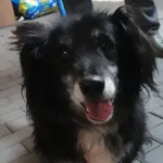 PIES Z INTERWENCJI DNIA 23.10.2024