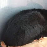 KOT Z INTERWENCJI DNIA 23.10.2024