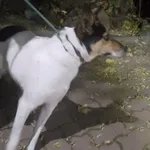 Pies odnaleziony w dniu 23.10.2024 r. przy ul. Czerkaskiej.