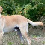 Imię: Karmelek Czip: 616093902518408 Płeć: samiec Wiek: styczeń 2020 Wielkość: średnia Kastracja/sterylizacja: tak Inne Psy: Akceptuje towarzystwo innych zwierząt Dzieci: W wieku szkolnym Charakter: K