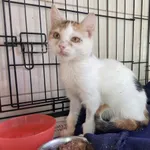 Nr: 562/2024            - Kot            z Fundacja Mam Pomysł