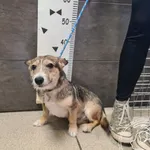 Imię: Przyjęty: 2024-10-04 Płeć: Pies Opis: mieszaniec, płowe Wiek: ok. 10 m-cy