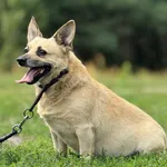 Imię: Berlinek Czip: 616093902541113 Płeć: samiec Wiek: styczeń 2015 Wielkość: mała Kastracja/sterylizacja: tak Inne Psy: Akceptuje towarzystwo innych zwierząt Dzieci: W każdym wieku Charakter: Berlin