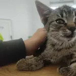 Nr: 559/2024            - Kot            z Jaworzyna Śląska