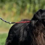 Imię: Blacky Czip: 616093902541117 Płeć: samiec Wiek: styczeń 2017 Wielkość: mała Kastracja/sterylizacja: tak Inne Psy: Akceptuje towarzystwo innych zwierząt Dzieci: W wieku szkolnym Charakter: Blacky