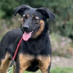 Imię: Guzik Czip: 616093902547312 Płeć: samiec Wiek: styczeń 2022 Wielkość: średnia Kastracja/sterylizacja: tak Inne Psy: Akceptuje towarzystwo innych zwierząt Dzieci: W wieku szkolnym Charakter: Guzi