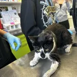 Nr: 548/2024            - Kot            z Kunice