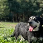 Imię: Zbysio Czip: 616093902542193 Płeć: samiec Wiek: styczeń 2014 Wielkość: mały Kastracja/sterylizacja: tak Inne Psy: Akceptuje towarzystwo innych zwierząt Dzieci: W wieku szkolnym Charakter: Zbysio