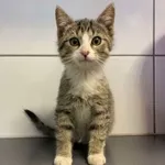 Nr: 570/2024            - Kot            z Legnickie Pole