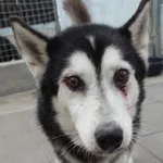 PIES Z INTERWENCJI DNIA 24.10.2024