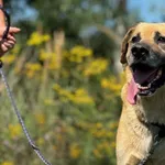 Imię: Buziak Czip: 616093902541114 Płeć: samiec Wiek: styczeń 2012 Wielkość: duża Kastracja/sterylizacja: tak Inne Psy: Akceptuje towarzystwo innych zwierząt Dzieci: W wieku szkolnym Charakter: Buziak