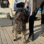 Nr: 563/2024            - Pies            z Legnickie Pole