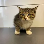 Nr: 568/2024            - Kot            z Legnickie Pole