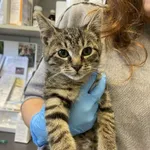 Nr: 555/2024            - Kot            z Świdnica Miasto