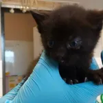 Nr: 543/2024            - Kot            z Świdnica Miasto