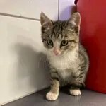 Nr: 571/2024            - Kot            z Legnickie Pole