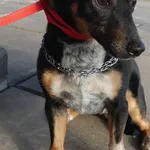 PIES Z INTERWENCJI DNIA 24.10.2024