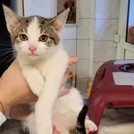 Kocurek poz. 24/737/K