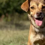 Imię: Kama Czip: 616093902542203 Płeć: samica Wiek: styczeń 2022 Wielkość: mała Kastracja/sterylizacja: tak Inne Psy: Akceptuje towarzystwo innych zwierząt Dzieci: W każdym wieku Charakter: Kama to ba