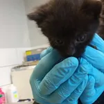 Nr: 544/2024            - Kot            z Świdnica Miasto