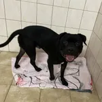 Nr: 560/2024            - Pies            z Strzelin