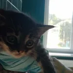 Nr: 551/2024            - Kot            z Świebodzice Miasto