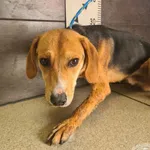 Imię: Przyjęty: 2024-09-30 Płeć: Pies Opis: mieszaniec, tricolor Wiek: ok. 2 lata