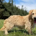 Imię: Kasia Czip: 616093902524345 Płeć: samica Wiek: styczeń 2022 Wielkość: mała Kastracja/sterylizacja: tak Inne Psy: Akceptuje towarzystwo innych zwierząt Dzieci: W wieku szkolnym Charakter: Kasia t