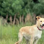 Imię: Mietek Czip: 616093902529762 Płeć: samiec Wiek: styczeń 2021 Wielkość: mała Kastracja/sterylizacja: tak Inne Psy: Akceptuje towarzystwo innych zwierząt Dzieci: W wieku szkolnym Charakter: Mietek